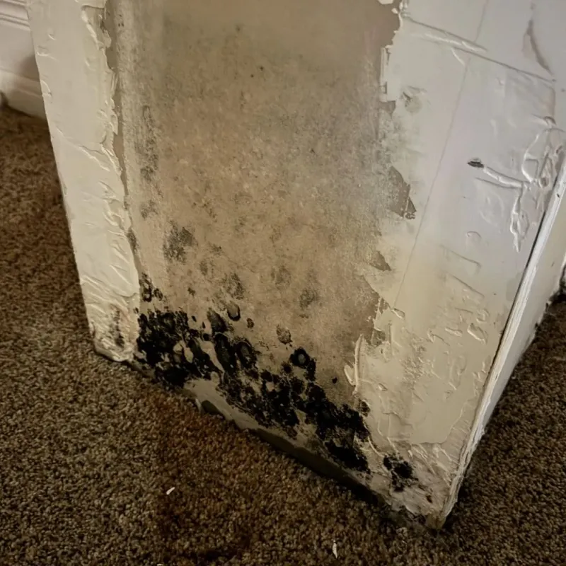 Professional Mold Removal in Peabody, MA